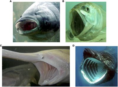 Particle separation mechanisms in suspension-feeding fishes: key questions and future directions